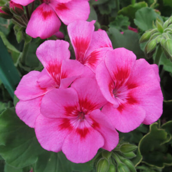 Pelargonium Two In One Hot Pink Splash Pelargonium Two In One Hot Pink Splash