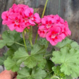 Pelargonium Two In One Hot Pink Splash Pelargonium Two In One Hot Pink Splash
