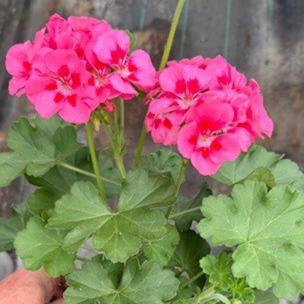 Pelargonium Two In One Hot Pink Splash Pelargonium Two In One Hot Pink Splash