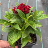 Pentas Lucky Star Dark Red