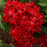 Pentas Lucky Star Dark Red P14penldr - Garden Express Australia