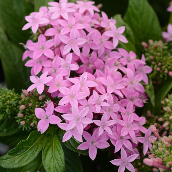 Pentas Lucky Star Lavender