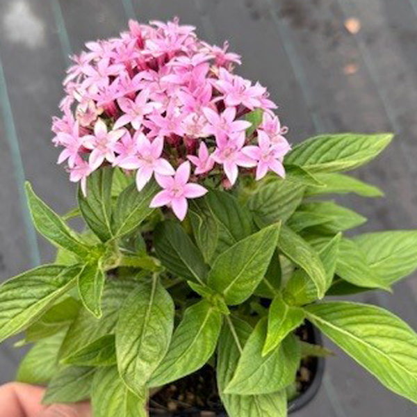 Pentas Lucky Star Lavender
