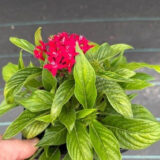 Pentas Lucky Star Lipstick Pentas Lucky Star Lipstick