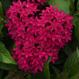 Pentas Lucky Star Lipstickp14penlsl - Garden Express Australia