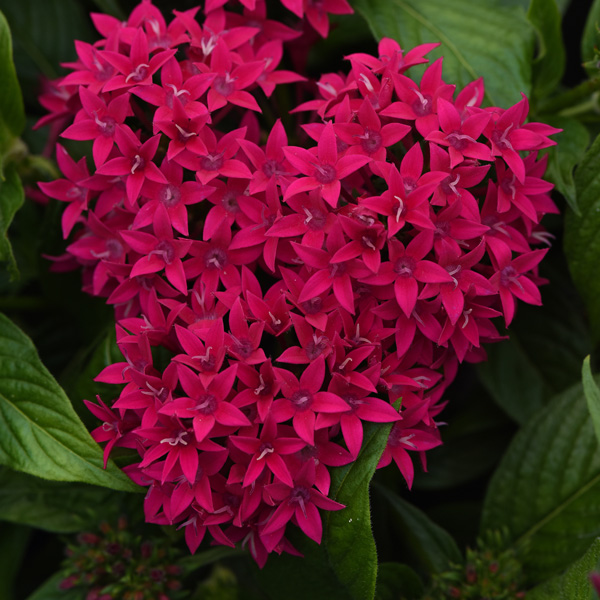 Pentas Lucky Star Lipstick