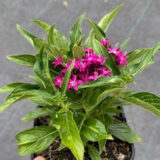 Pentas Lucky Star Violet