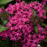 Pentas Lucky Star Violet P14penlsv - Garden Express Australia