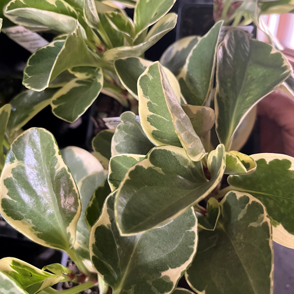 Peperomia Albo Marginata