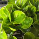Peperomia Lemon Lime P68pepllm - Garden Express Australia