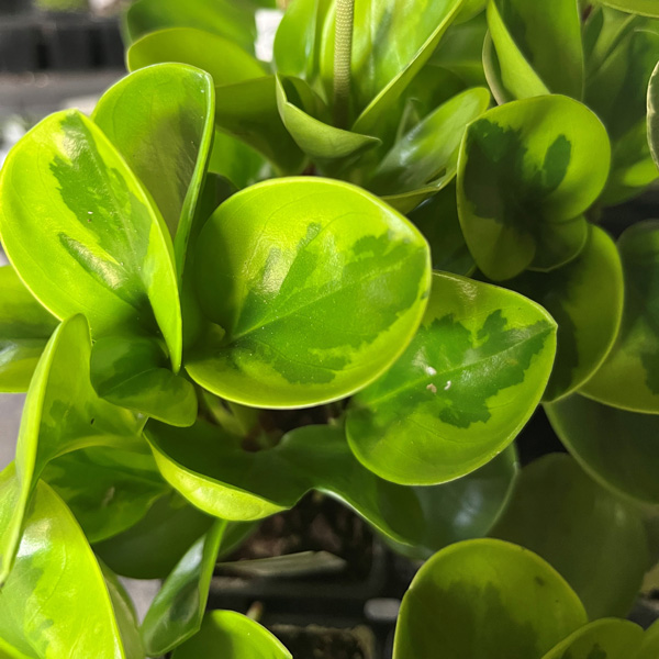 Peperomia Lemon Lime