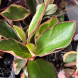 Peperomia Obtusifolia Tricolour Peperomia Obtusifolia Tricolour