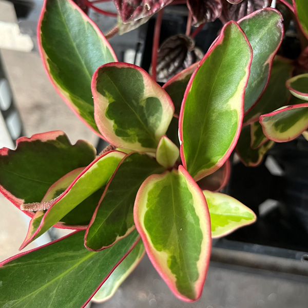 Peperomia Obtusifolia Tricolour