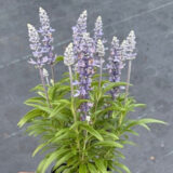 Salvia Candle Light Salvia Candle Light