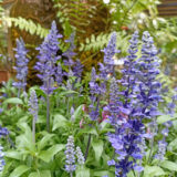 Salvia Candle Light P14salclt - Garden Express Australia