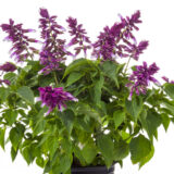 Salvia Grandstand Blue Bicolour P68salgbb - Garden Express Australia