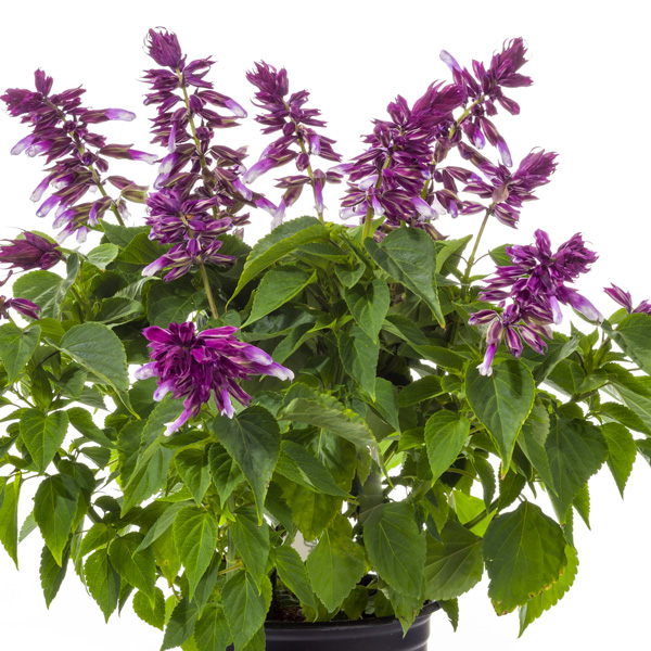Salvia Grandstand Blue Bicolour