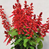 Salvia Grandstand Candy Apple P68salgca - Garden Express Australia