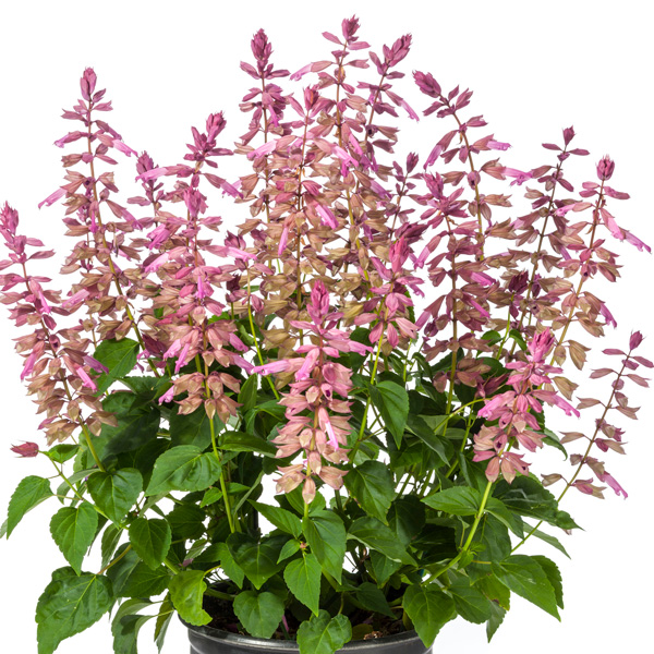 Salvia Grandstand Lavender