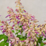 Salvia Grandstand Lipstick Lavender Salvia Grandstand Lipstick Lavender