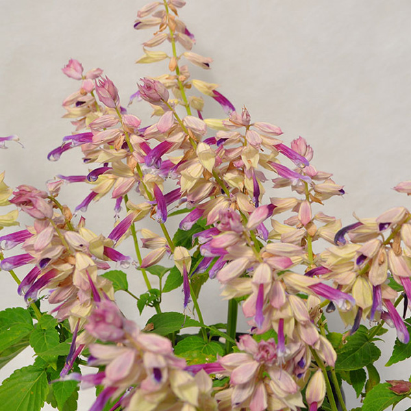 Salvia Grandstand Lipstick Lavender