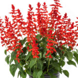 Salvia Grandstand Red P68salgrd - Garden Express Australia