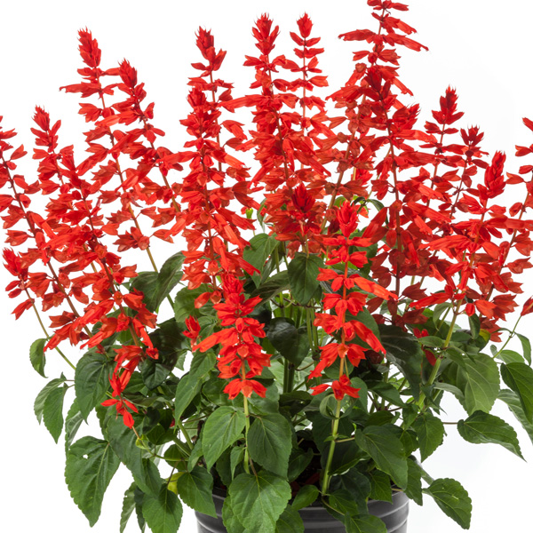 Salvia Grandstand Red
