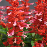 Salvia Grandstand Red Pink Lipstick P68salgrp - Garden Express Australia