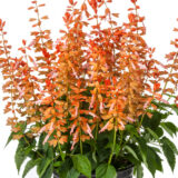 Salvia Grandstand Salmon P68salgsm - Garden Express Australia
