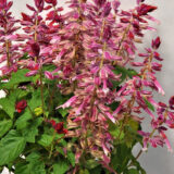 Salvia Grandstand Strawberry Bicolour P68salgsb - Garden Express Australia