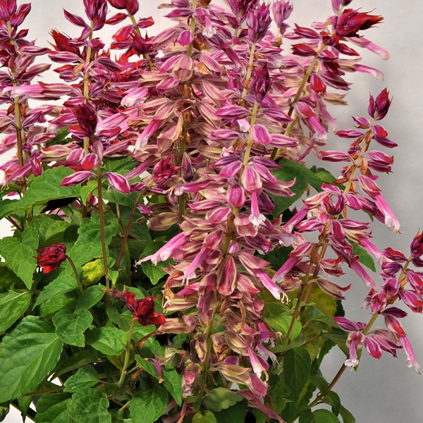 Salvia Grandstand Strawberry Bicolour