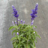 Salvia Sallyfun Blue Lagoon 140mm Salvia Sallyfun Blue Lagoon 140mm