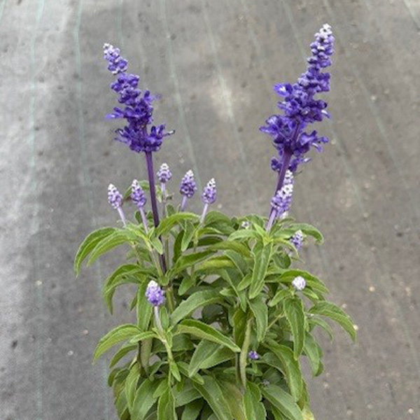 Salvia Sallyfun Blue Lagoon 140mm