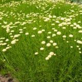 Santolina Green Cotton Lavender