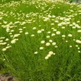 Santolina Green Cotton Lavender P68sangrn - Garden Express Australia