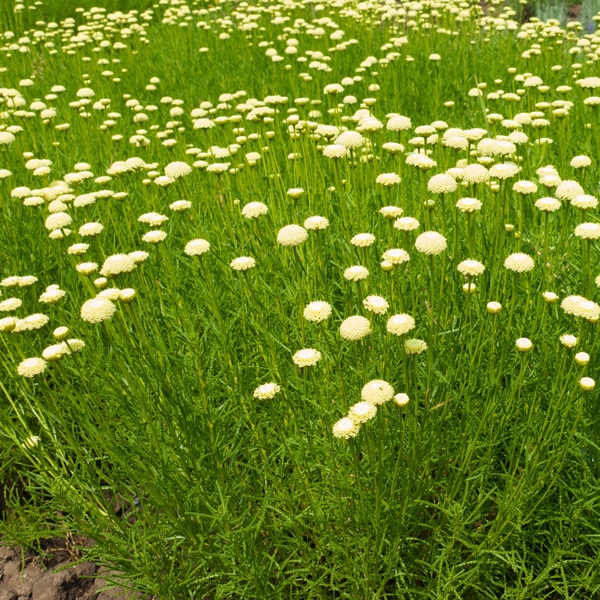 Santolina Green Cotton Lavender