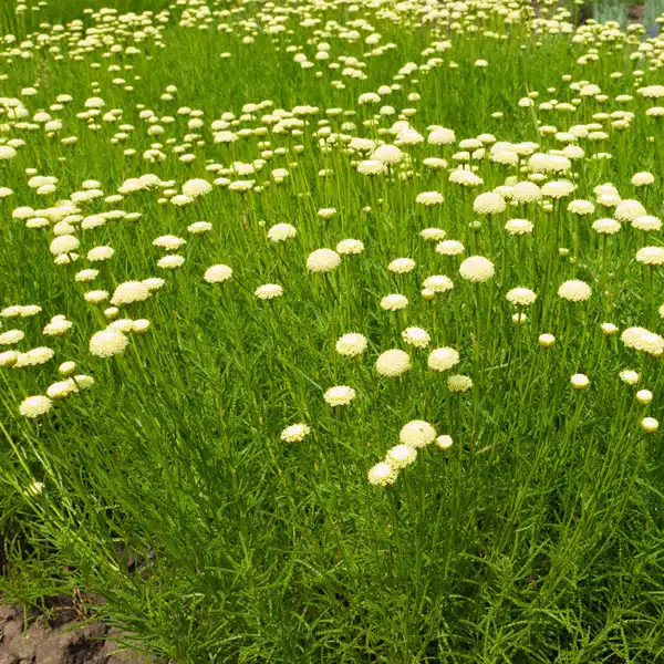 Santolina Green Cotton Lavender