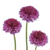 Scabiosa Focal Scoop Bicolour Pink Scabiosa Focal Scoop Bicolour Pink
