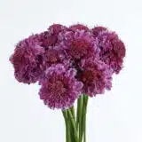 Scabiosa Focal Scoop Bicolour Pink P68scafsbp - Garden Express Australia