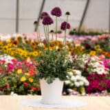 Scabiosa Focal Scoop Dark Purple