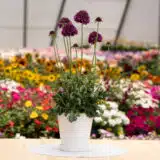 Scabiosa Focal Scoop Dark Purple Scabiosa Focal Scoop Dark Purple