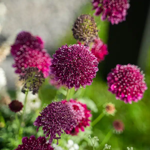 Scabiosa Focal Scoop Dark Purple