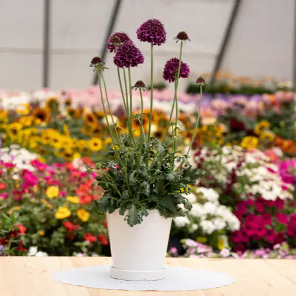 Scabiosa Focal Scoop Dark Purple