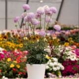 Scabiosa Focal Scoop Lilac