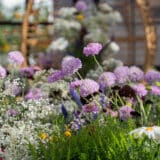 Scabiosa Focal Scoop Lilac