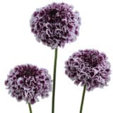 Scabiosa Focal Scoop Purple Lace