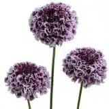 Scabiosa Focal Scoop Purple Lace P68scafspl - Garden Express Australia