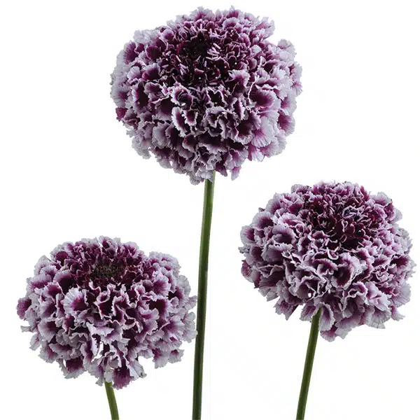 Scabiosa Focal Scoop Purple Lace Scabiosa Focal Scoop Purple Lace