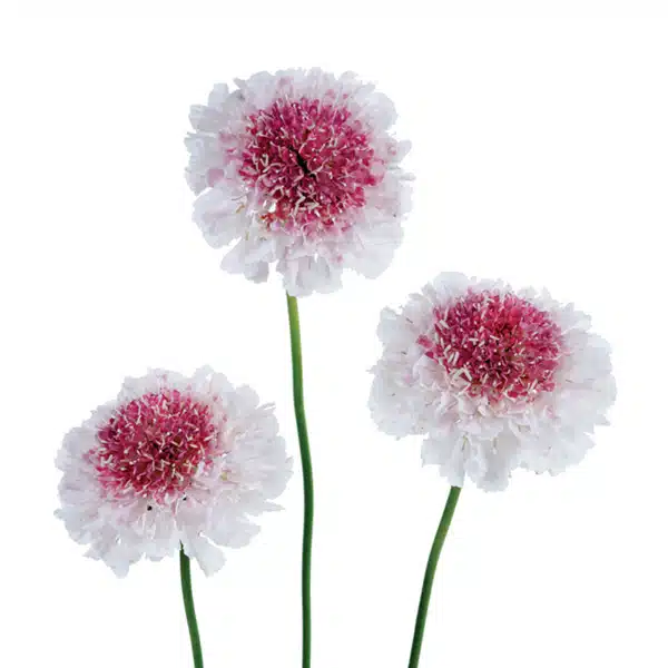 Scabiosa Hoop Scoop Strawberry