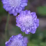 Scabiosa Mariposa Blue P68scambl - Garden Express Australia